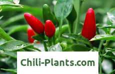 chili-plantas.com